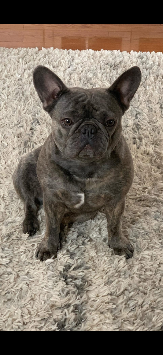 CBD for French Bulldogs: Addressing Breed-Specific Health Issues